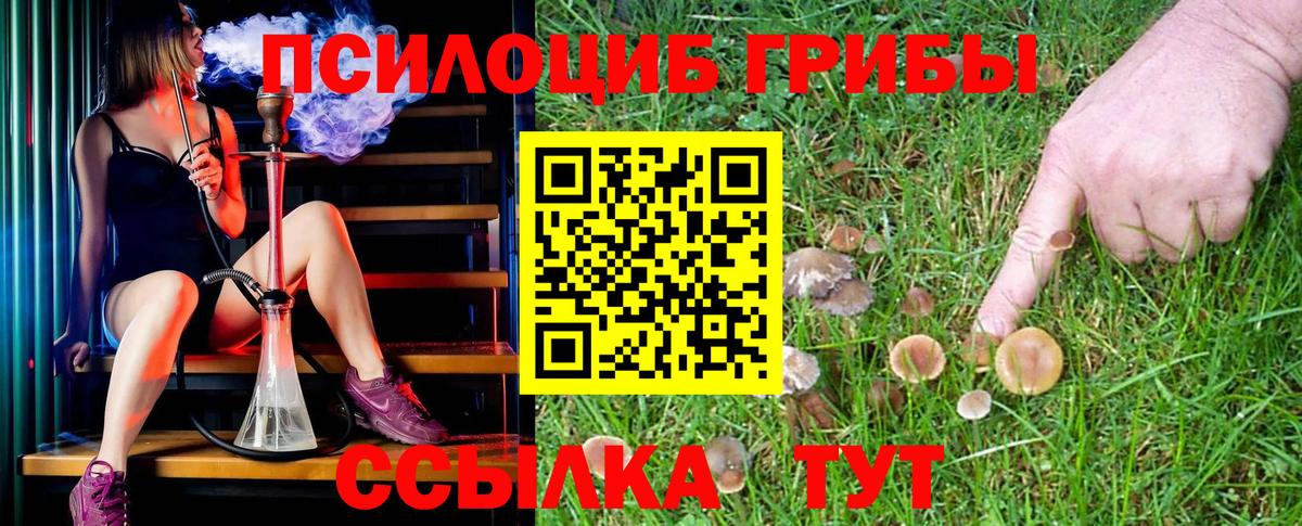 Галлюциногенные грибы Psilocybine cubensis Дедовск